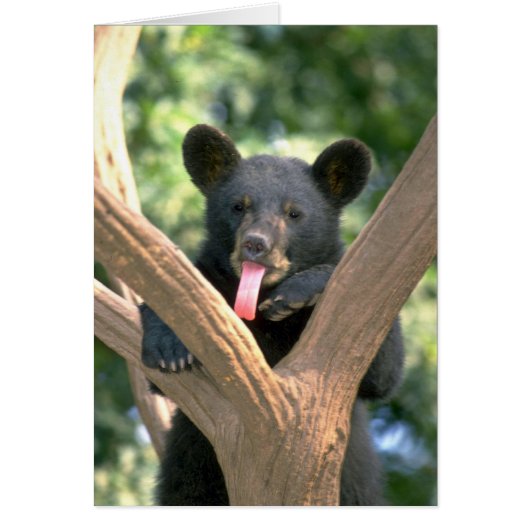 Black bear cub cards (Front)
