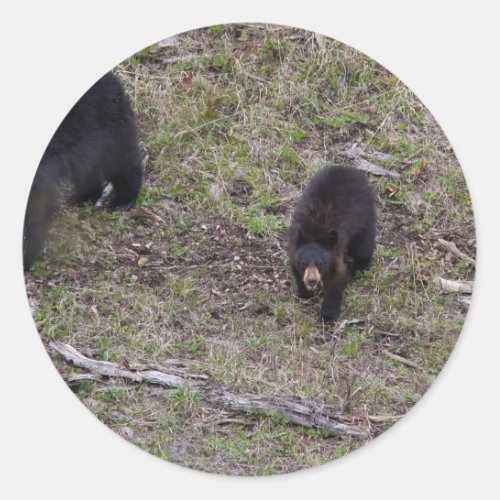 Black Bear Cub Classic Round Sticker