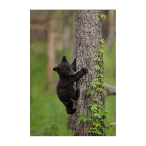 Black Bear Cub Climbing Tree Acrylic Print