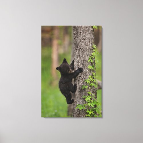 Black Bear Cub Climbing Tree Canvas Print