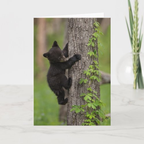 Black Bear Cub Climbing Tree Card