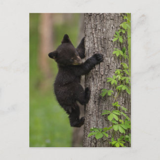 Black Bear Cub Climbing Tree Postcard