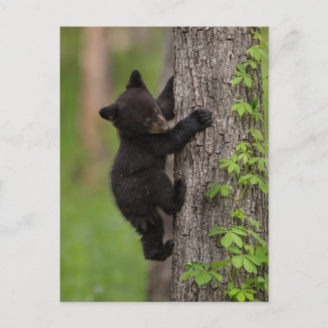 Black Bear Cub Climbing Tree Postcard (Front)