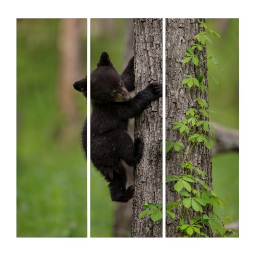 Black Bear Cub Climbing Tree Triptych