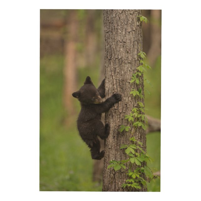 Black Bear Cub Climbing Tree Wood Wall Decor (Front)