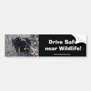 Black Bear Cub Driving Safety Bumper Sticker