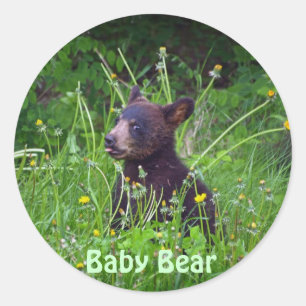 Black Bear Cub eating Dandelions Photo Classic Round Sticker
