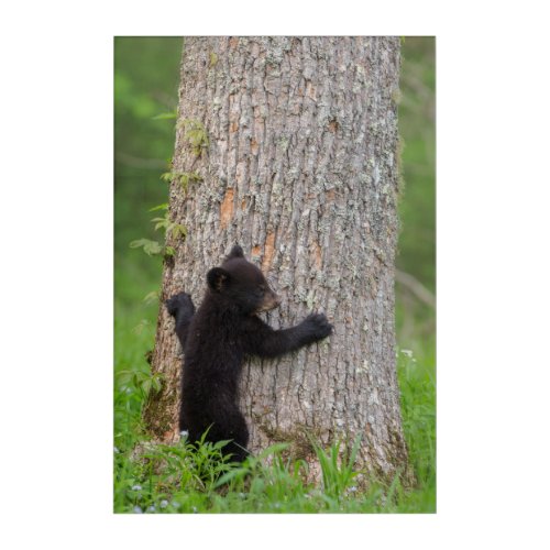 Black Bear Cub  Great Smoky Mountains Acrylic Print