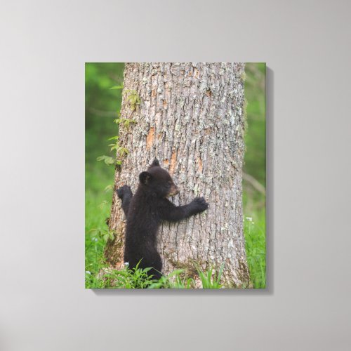 Black Bear Cub  Great Smoky Mountains Canvas Print