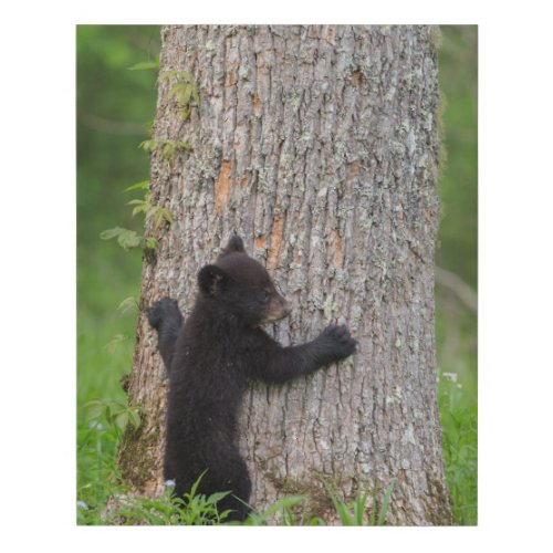Black Bear Cub  Great Smoky Mountains Faux Canvas Print
