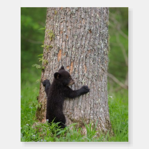 Black Bear Cub  Great Smoky Mountains Foam Board