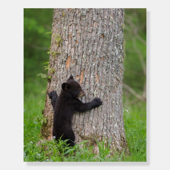 Black Bear Cub | Great Smoky Mountains Foam Board (Front)