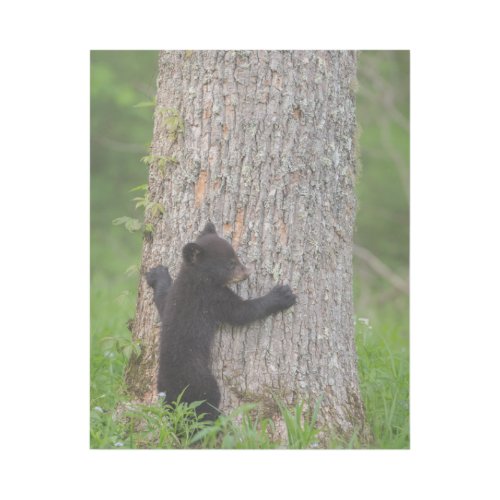 Black Bear Cub  Great Smoky Mountains Gallery Wrap
