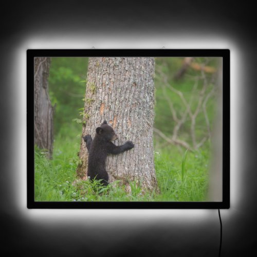 Black Bear Cub  Great Smoky Mountains LED Sign