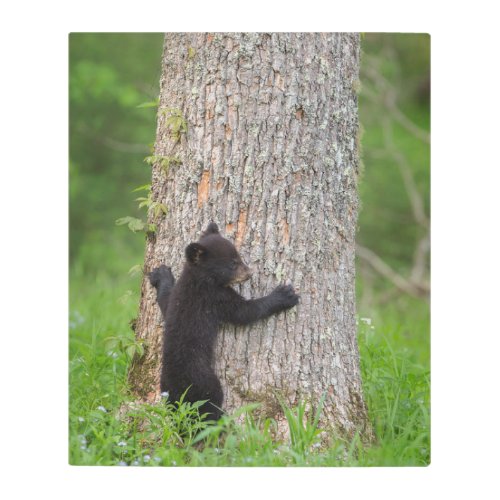 Black Bear Cub  Great Smoky Mountains Metal Print