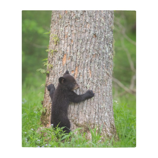 Black Bear Cub | Great Smoky Mountains Metal Print (Front)