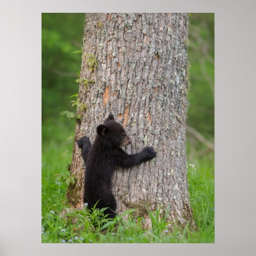Black Bear Cub  Great Smoky Mountains Poster