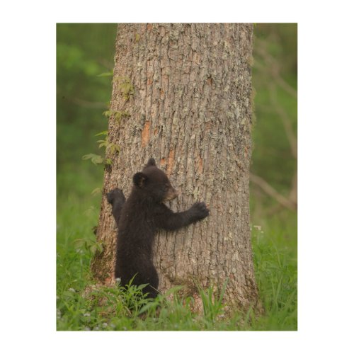 Black Bear Cub  Great Smoky Mountains Wood Wall Art