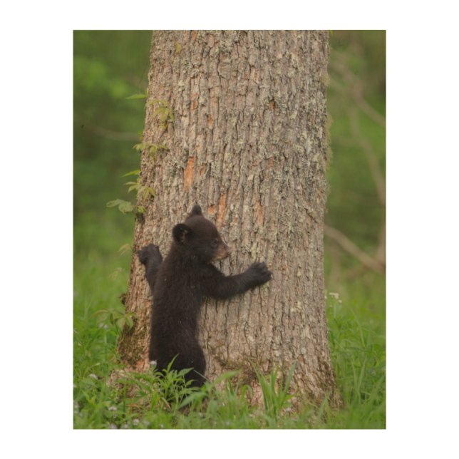 Black Bear Cub | Great Smoky Mountains Wood Wall Art (Front)