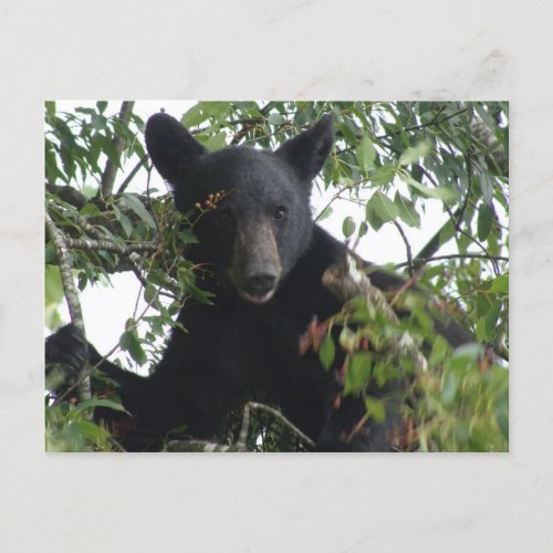 Black Bear Cub in a Tree Postcard