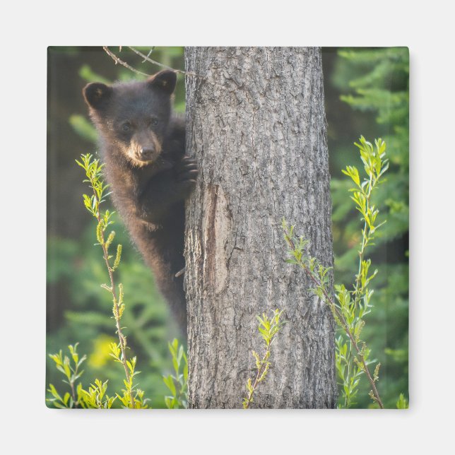 Black Bear Cub in Springtime Magnet (Front)