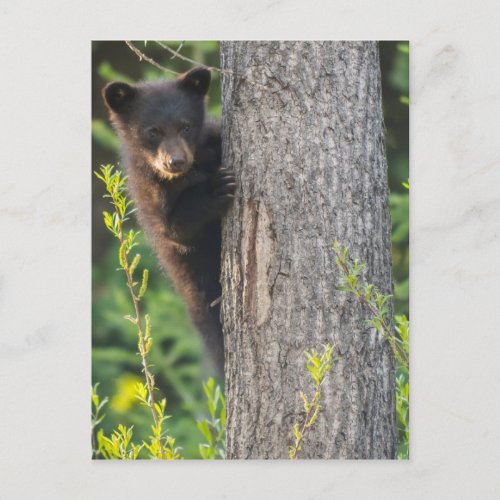 Black Bear Cub in Springtime Postcard