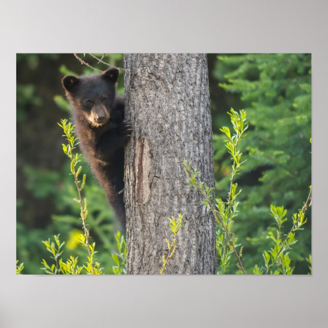 Black Bear Cub in Springtime Poster (Front)