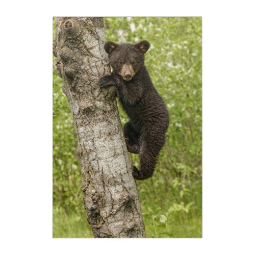 Black Bear cub In Tree Acrylic Print