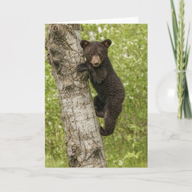 Black Bear Cub in Tree Card (Front)