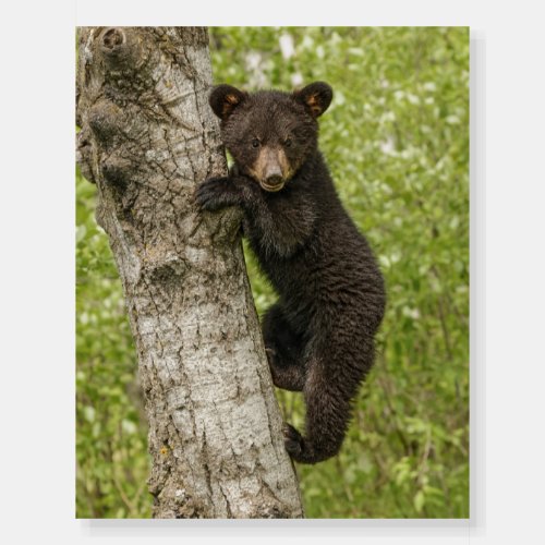 Black Bear cub In Tree Foam Board