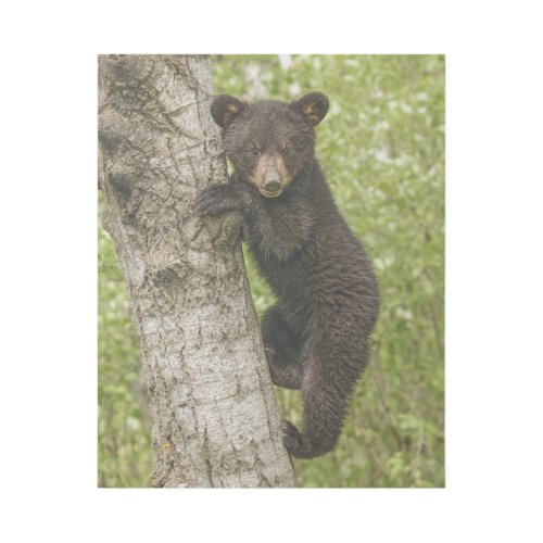 Black Bear cub In Tree Gallery Wrap