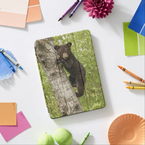 Black Bear cub In Tree iPad Air Cover