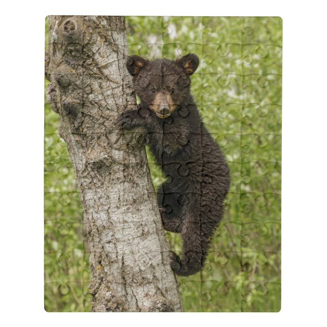 Black Bear cub In Tree Jigsaw Puzzle (Puzzle Vertical)