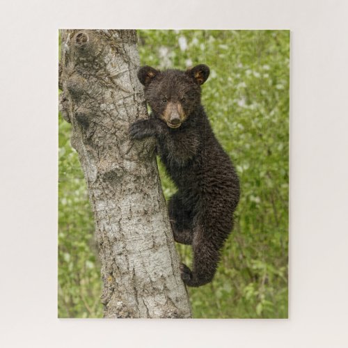 Black Bear cub In Tree Jigsaw Puzzle