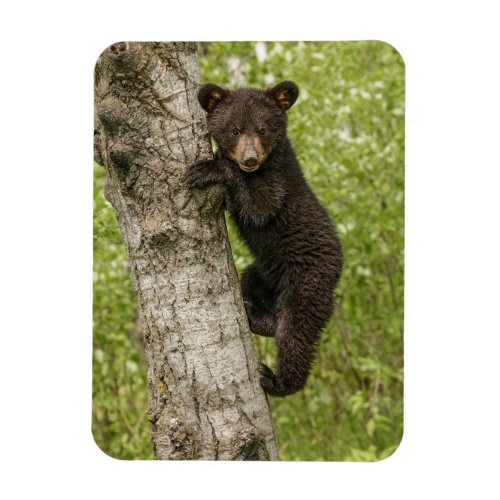 Black Bear cub In Tree Magnet
