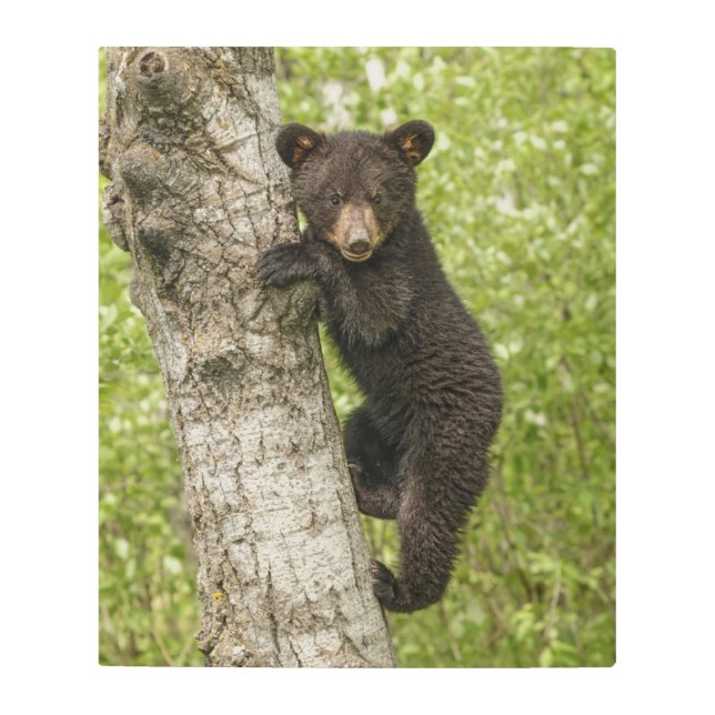 Black Bear cub In Tree Metal Print (Front)