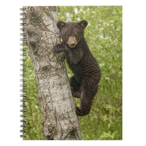 Black Bear cub In Tree Notebook