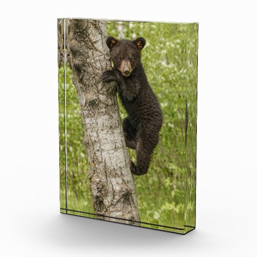 Black Bear cub In Tree Photo Block