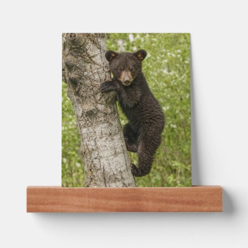 Black Bear cub In Tree Picture Ledge
