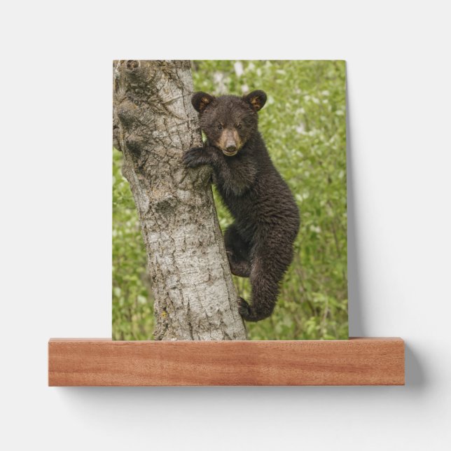 Black Bear cub In Tree Picture Ledge (Front)