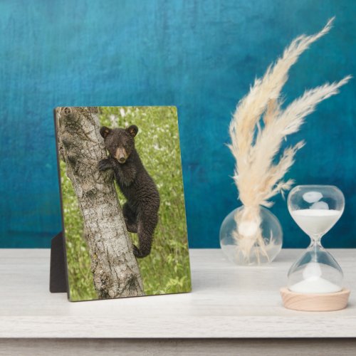 Black Bear cub In Tree Plaque
