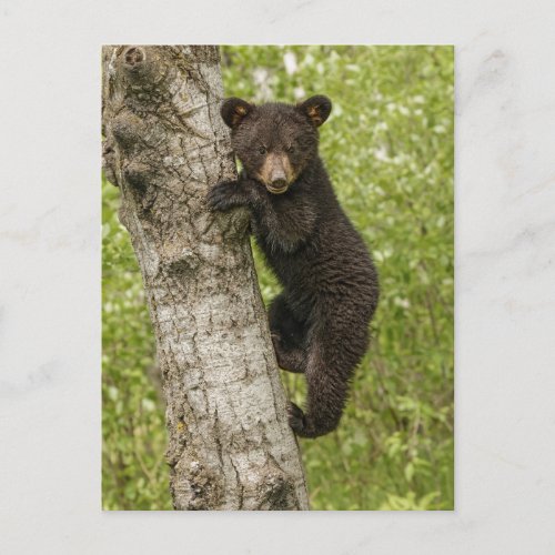 Black Bear cub In Tree Postcard