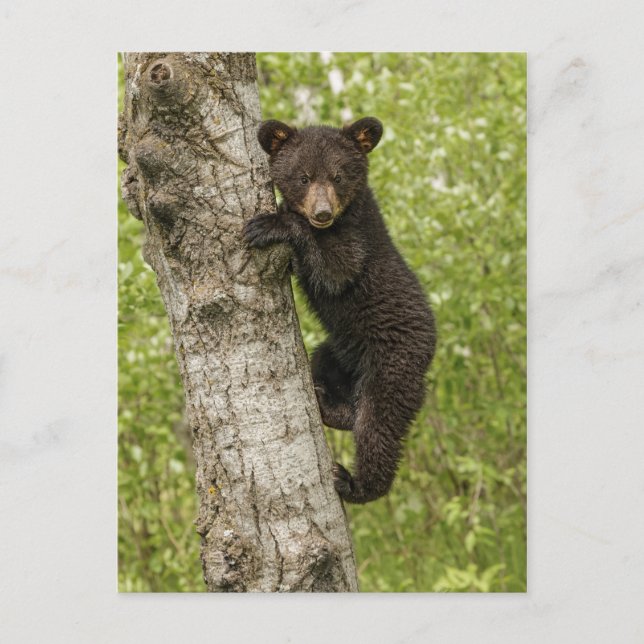 Black Bear Cub in Tree Postcard (Front)