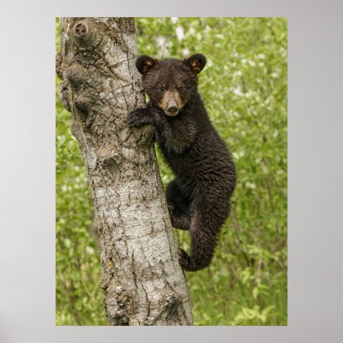 Black Bear cub In Tree Poster