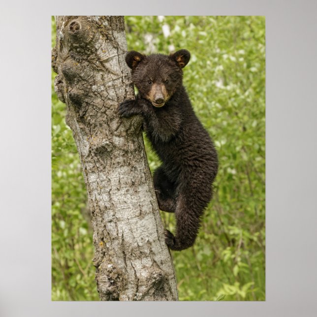 Black Bear cub In Tree Poster (Front)