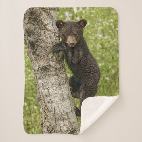 Black Bear cub In Tree Sherpa Blanket