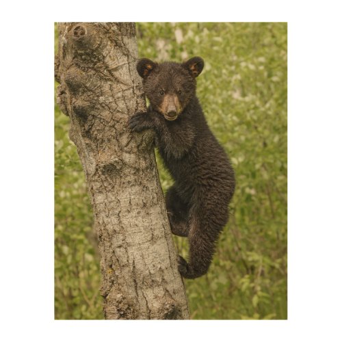 Black Bear cub In Tree Wood Wall Art