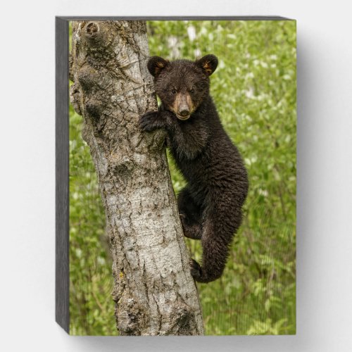 Black Bear cub In Tree Wooden Box Sign