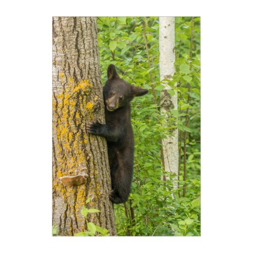 Black Bear Cub  Minnesota Acrylic Print