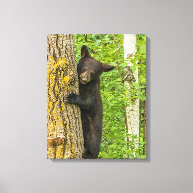Black Bear Cub | Minnesota Canvas Print (Front)